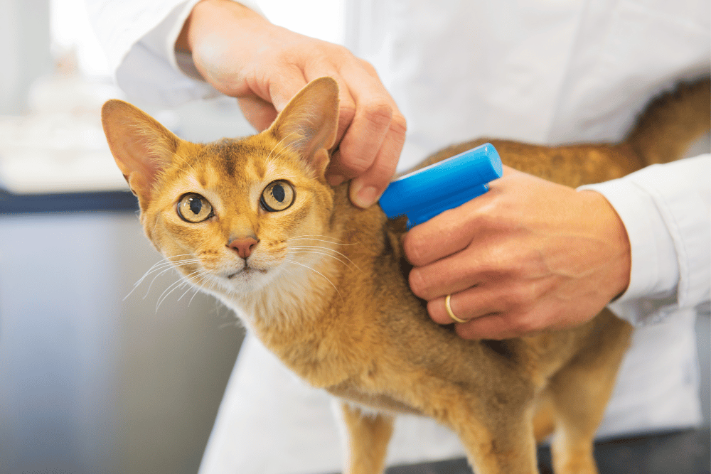 vet inserting microchip device on cat neck
