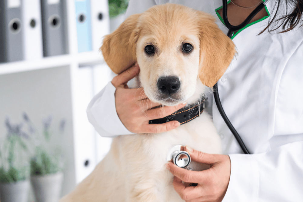 vet checking dog health by stethoscope