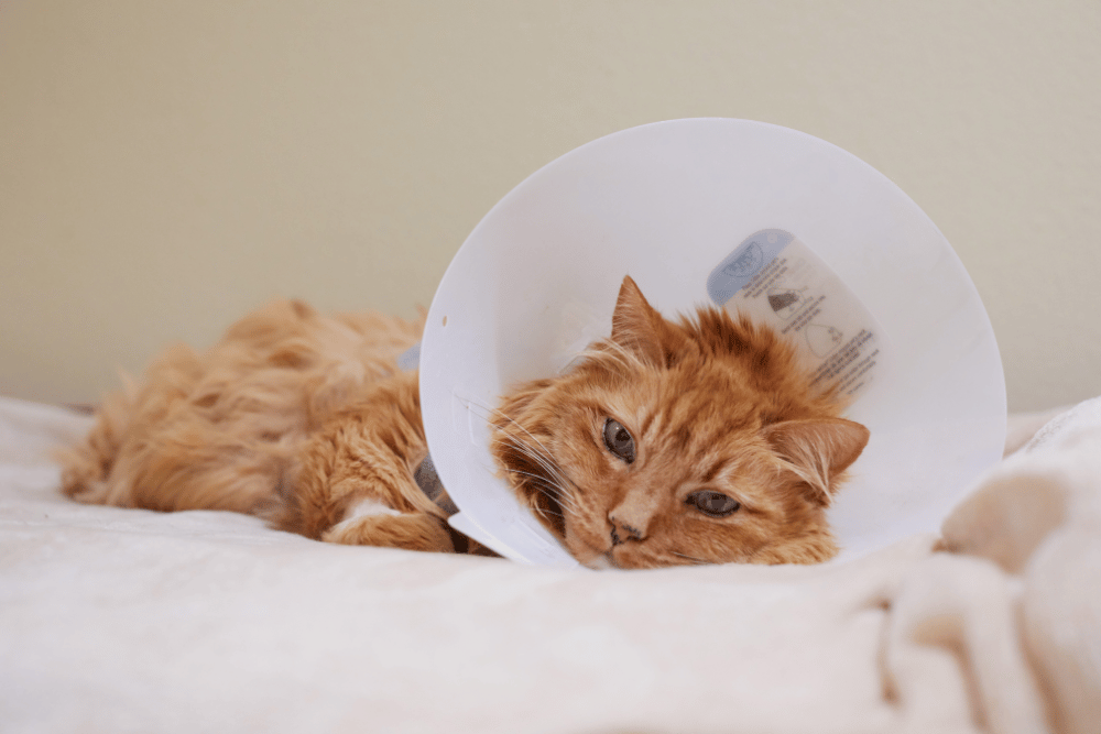 cat with surgery collar