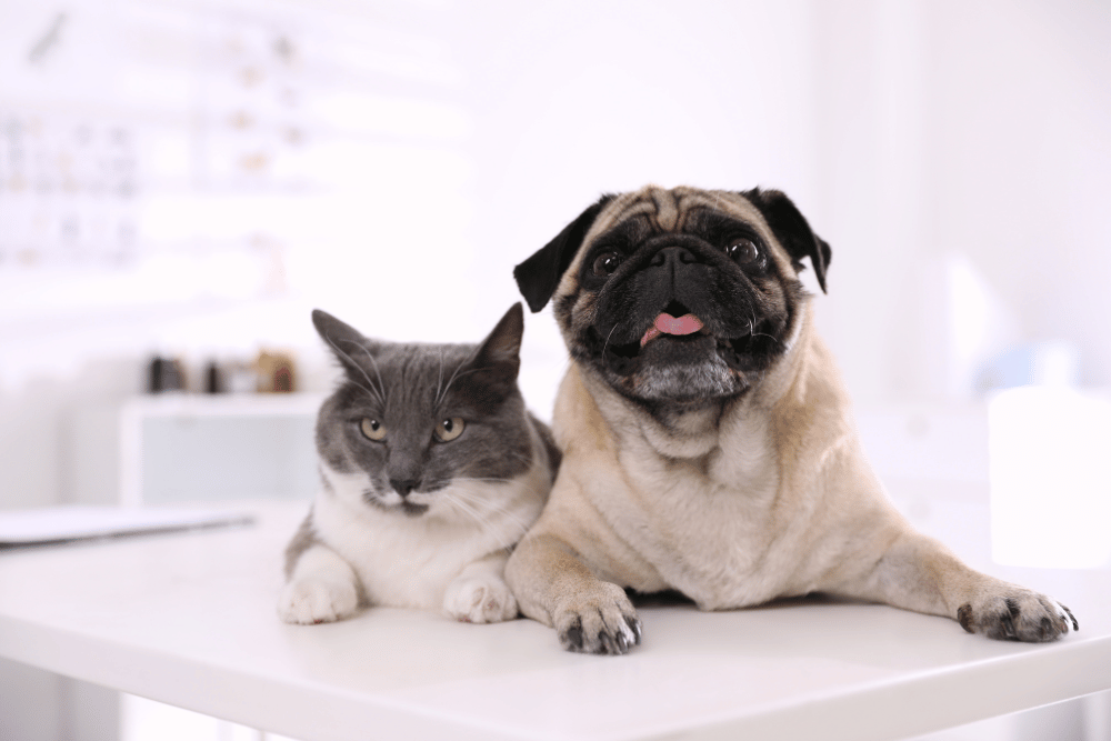 cat and dog sitting on table